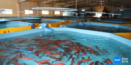 海南全省产业园区国庆期间抢抓生产建设忙凤凰网海南 凤凰网